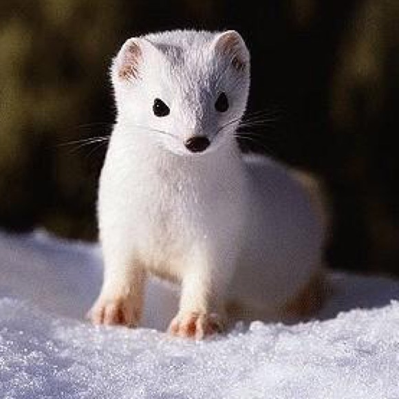 Meet your Posher, Lauren - Picture 1 of 1